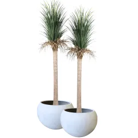 Pair Bundle - 2 x Grass Yucca Tree UV 220cm